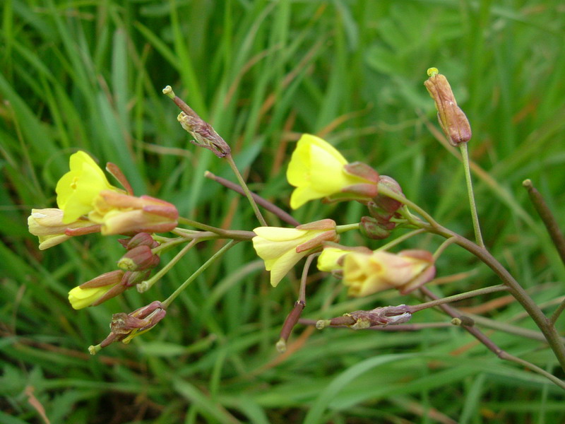 Diplotaxis muralis / Ruchetta dei muri